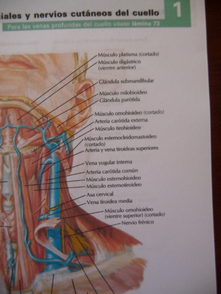 atlas de anatomia humana netter en pdf